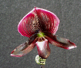 red glory x black cherry x voodoo magic