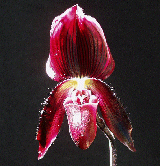 robert de veer x macabre wine