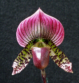 black cherry voodoo magic x ruby leapard